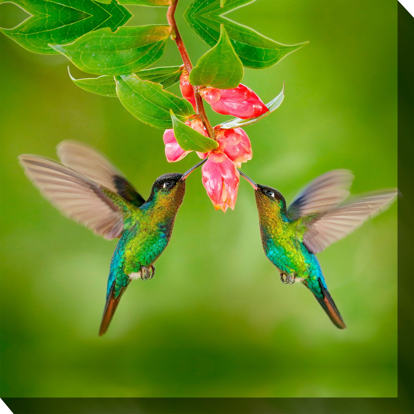 Hummingbird 8 Wall Art Swimsuits For All